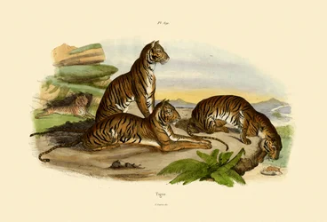 Tigers